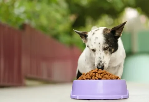 Conheça 5 rações Super Premium para cachorro