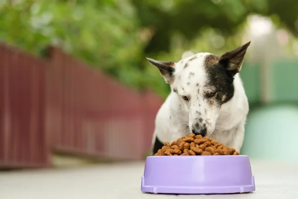 Conheça 5 rações Super Premium para cachorro