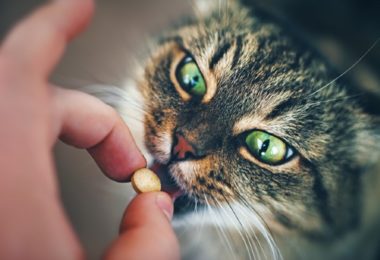 Tipos de vermífugo para cães e gatos