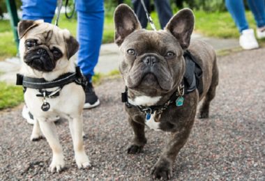 Cães braquicefálicos: tudo o que você precisa saber