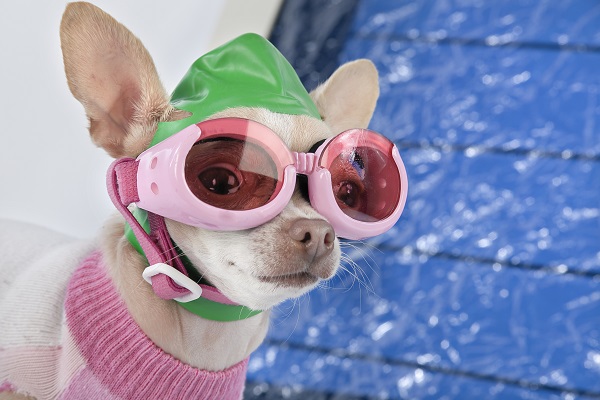 Quatro produtos que protegem seu pet dos riscos da piscina