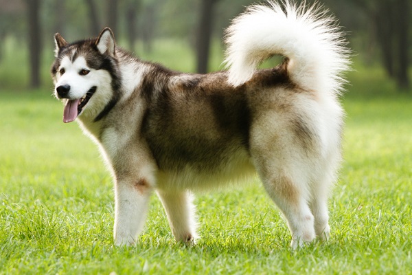Malamute do Alasca – Principais doenças