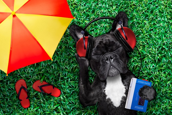 Spotify lança ferramenta que cria playlist para o seu pet