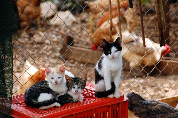 Pesquisa revela que gatos podem ter sotaque diferente dependendo da região em que vivem