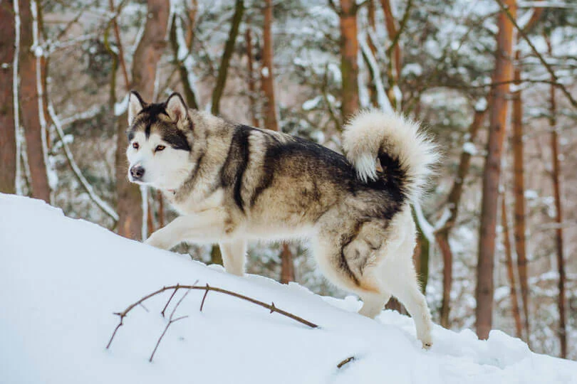 Malamute do alasca