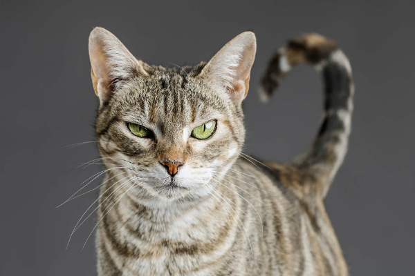 Gatoelho': saiba por que animal parece ser metade gato e metade