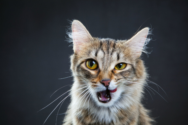 Quais alimentos humanos os gatos não podem comer?