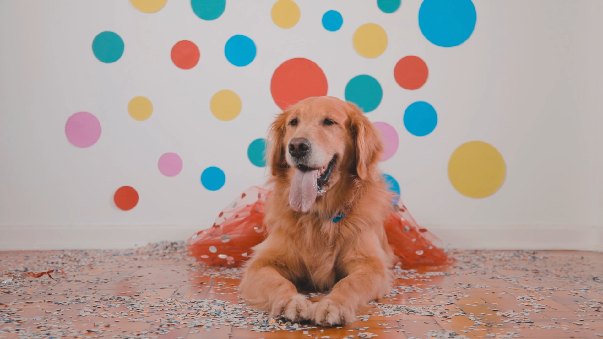 8 cuidados com o cachorro no bloco de Carnaval