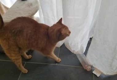 Mãe de gato se assusta com o que o pet aprontou e cena viraliza