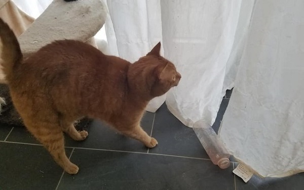 Mãe de gato se assusta com o que o pet aprontou e cena viraliza