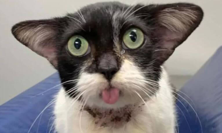Gata que lembra o “Baby Yoda” faz sucesso na web