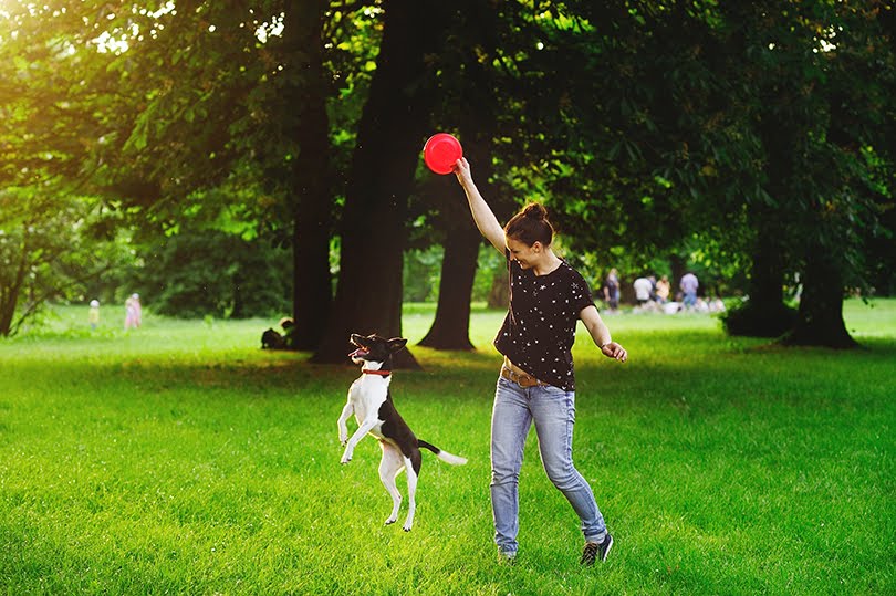 Como fazer brinquedo para cachorro? Confira as dicas!