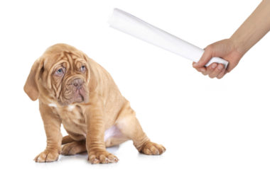 Os problemas em gritar ou punir o seu cachorro