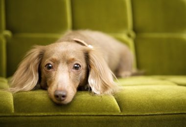 Queda de pelos: sete produtos para escovar seu cachorro