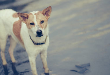 Como manter seu pet seguro em temporais e alagamentos