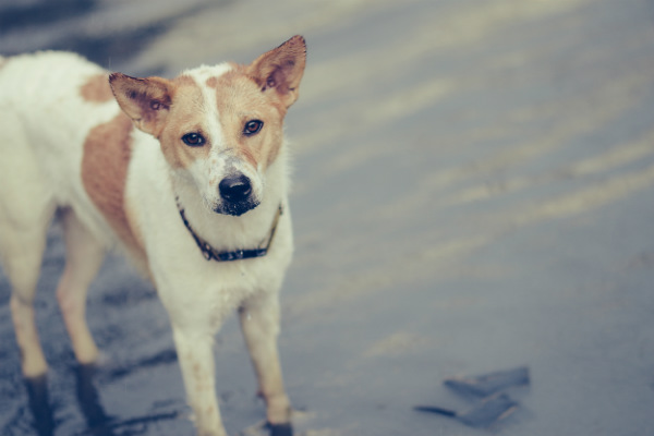 Como manter seu pet seguro em temporais e alagamentos