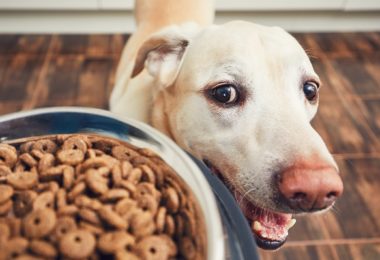 Veja as melhores rações super premium para o seu cachorro adulto