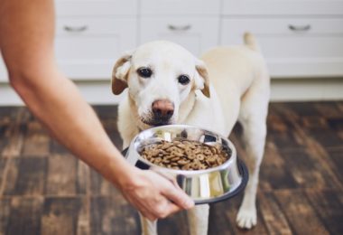 Confira aqui opções de rações super premium para seu cachorro filhote