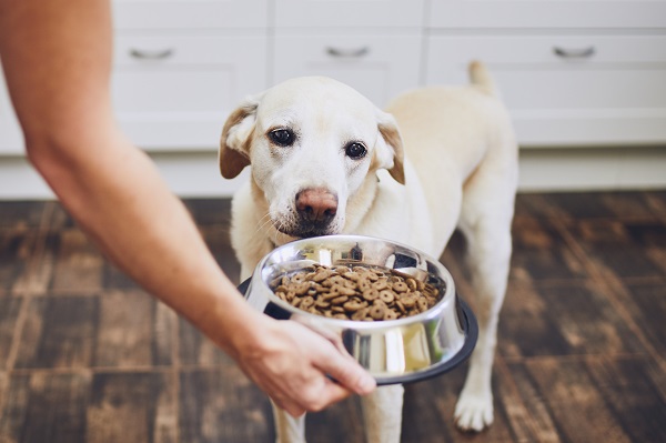 Confira aqui opções de rações super premium para seu cachorro filhote