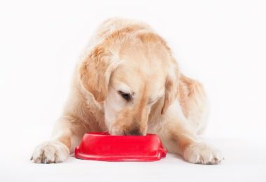 Cinco rações super premium para cachorro