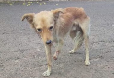 Possível vítima de maus tratos, cãozinho é resgatado em estado crítico e sem uma das patas; jovem faz rifas para pagar o tratamento