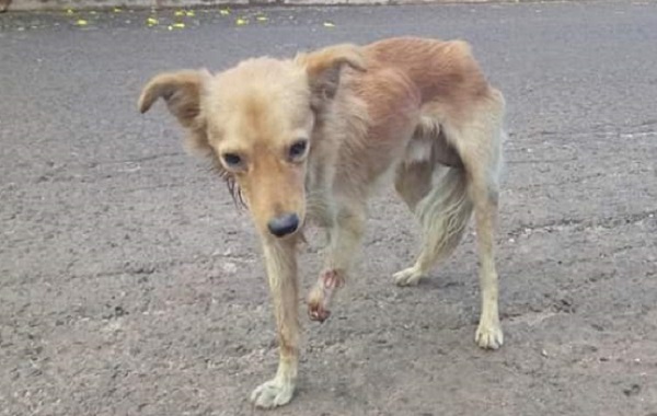 Possível vítima de maus tratos, cãozinho é resgatado em estado crítico e sem uma das patas; jovem faz rifas para pagar o tratamento