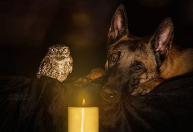 Amizade entre cão e coruja viraliza na web; casos deste tipo são raros e até chamam a atenção de cientistas