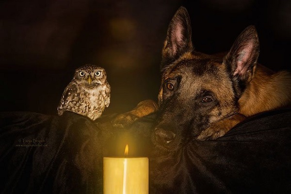 Amizade entre cão e coruja viraliza na web; casos deste tipo são raros e até chamam a atenção de cientistas