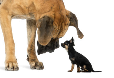Pensando em adotar um cachorro? Considere o tamanho do pet