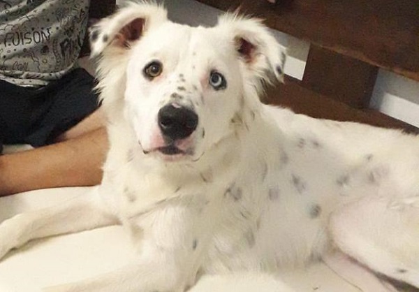 Cão abandonado pela família por ser surdo é adotado por estudante que também é surdo
