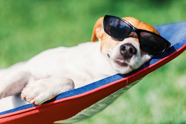 Como manter o pelo do seu cachorro bonito no verão