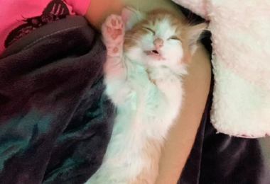 Fotógrafo faz imagens inusitadas de gatos sob o efeito de catnip