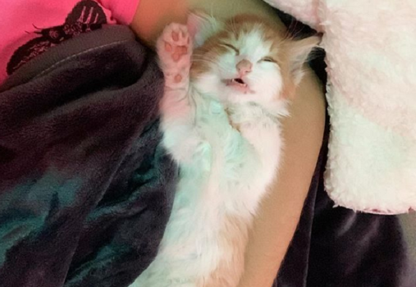 Fotógrafo faz imagens inusitadas de gatos sob o efeito de catnip