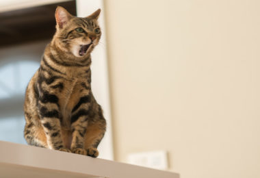 Cinco comportamentos estranhos dos gatos