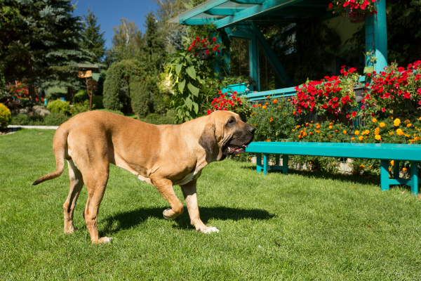 Conheça o cachorro Fila Brasileiro e saiba se é o cão ideal para você –  Bougue