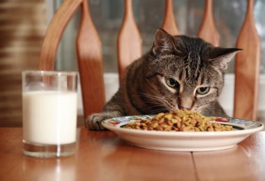 As melhores rações super premium para o seu gato adulto
