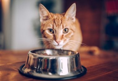 Confira opções de rações super premium para seu o gato filhote