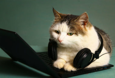 Medicina de felinos: Dra. Estela Pazos participa de mais um podcast da Petlove