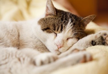O que você precisa saber sobre o sono do seu gato