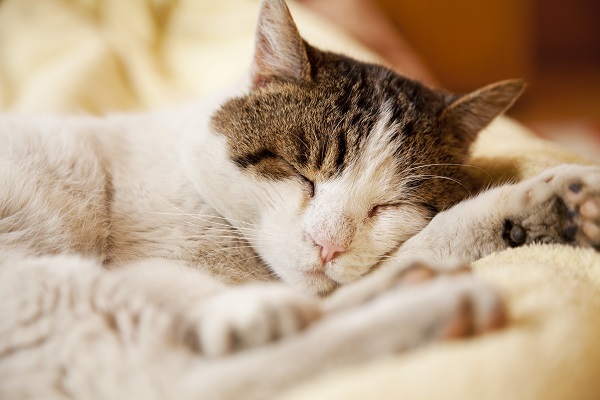 Entenda porque os gatos amam tirar uma soneca