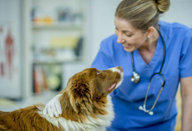 Petlove cria página com principais doenças que acometem os pets