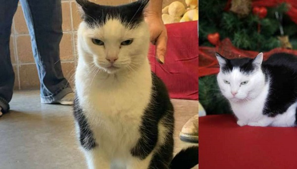 Pior gato do mundo viraliza no mundo inteiro; entenda o caso