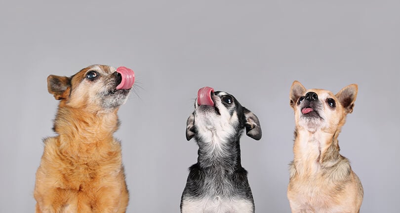 Cachorro pode comer pipoca? Saiba mais!