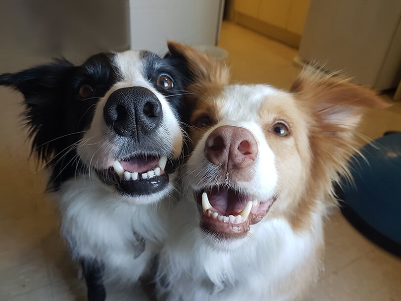 Já que cachorro pode comer pipoca, saiba como preparar!