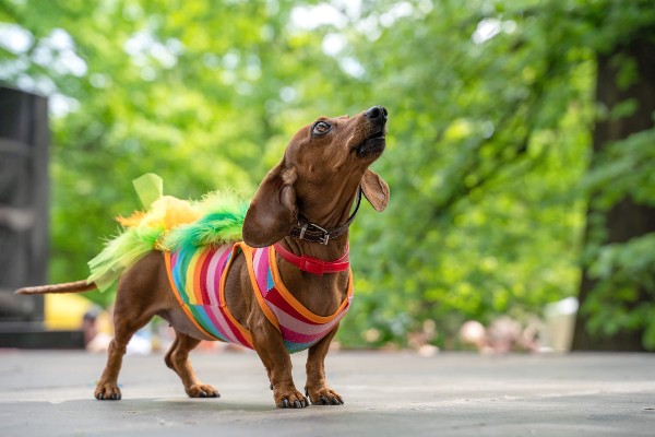 Veja dicas de como proteger seu bichinho em blocos pet de Carnaval