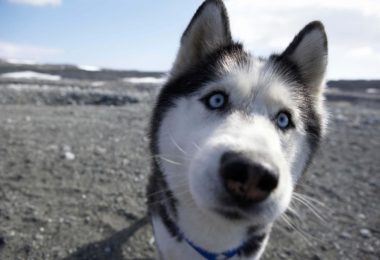 Raças de cães que podem ter olhos verdes ou azuis
