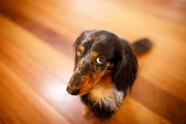 Afinal, cachorros podem sentir culpa?