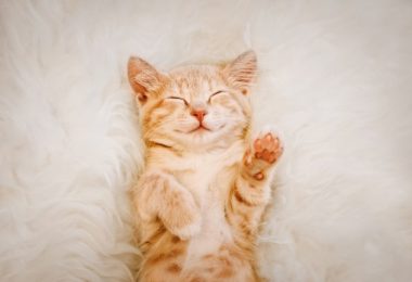 Quatro maneiras de saber que seu gato está feliz