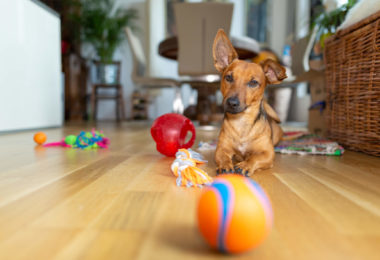 Sete produtos essenciais para quem vai adotar um cachorro pequeno