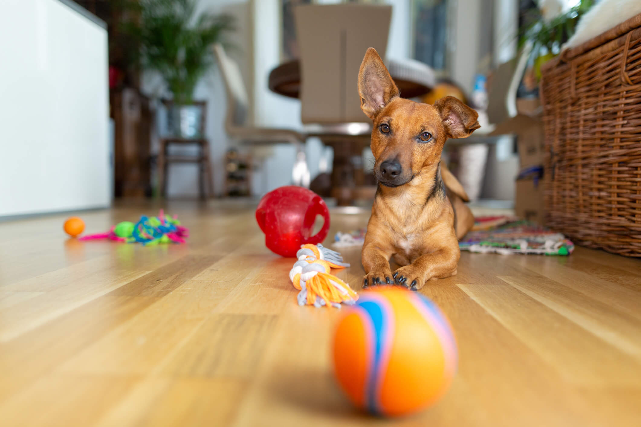 Sete produtos essenciais para quem vai adotar um cachorro pequeno